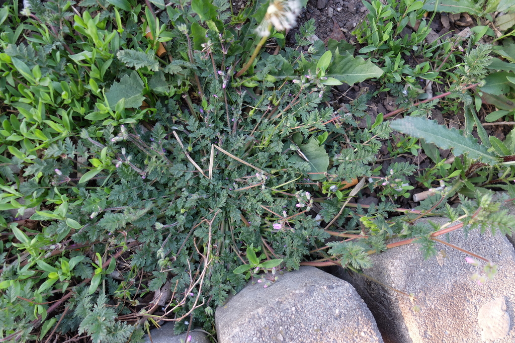 Redstem Stork's-bill from Praha, Rajská zahrada on April 29, 2022 at 07 ...