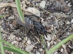 Triarthria setipennis