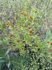 Helenium microcephalum