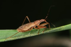 Nabis rufusculus