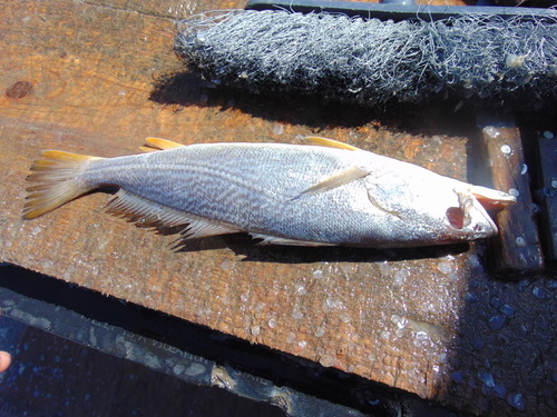 Striped corvina (Cynoscion reticulatus) — Sciaenidae
