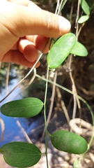 Cocculus diversifolius