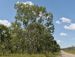 Corymbia confertiflora