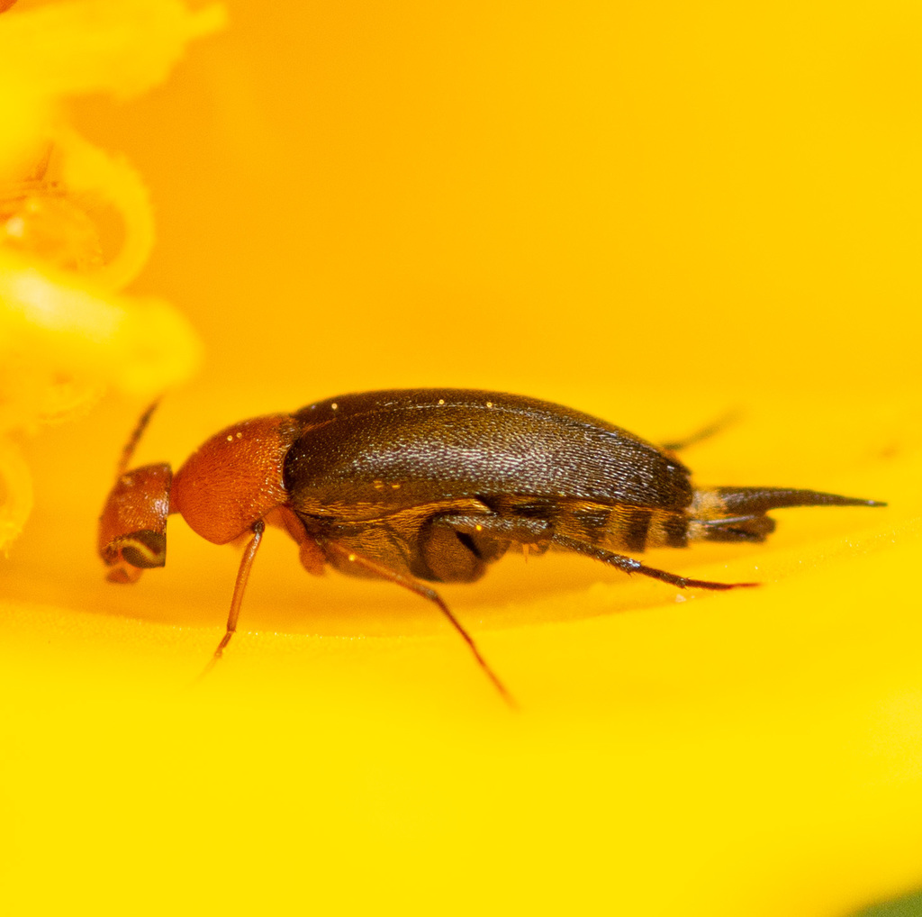 Cervical Tumbling Flower Beetle