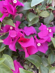 Bougainvillea