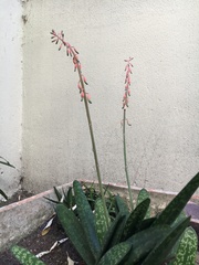 Gasteria carinata