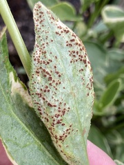 Puccinia vincae