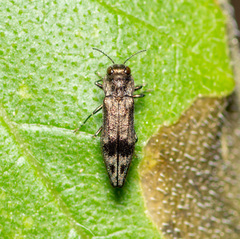 Agrilus lecontei