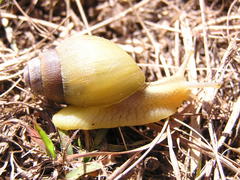 Achatinidae