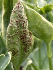 Puccinia vincae