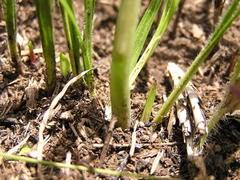 Drimia sphaerocephala