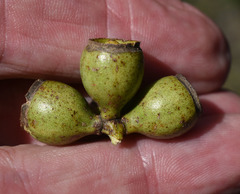 Eucalyptus leptophleba