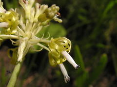Drimia sphaerocephala