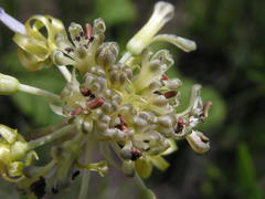 Drimia sphaerocephala