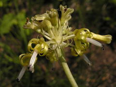 Drimia sphaerocephala