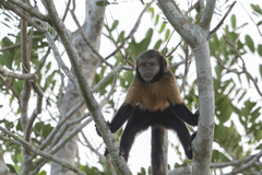 Sapajus xanthosternos