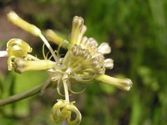 Drimia sphaerocephala