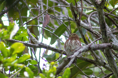Glaucidium minutissimum