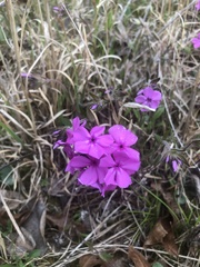 Phlox amoena
