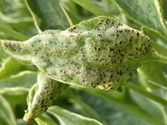 Puccinia vincae