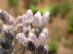 Menida