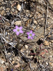 Gilia diegensis