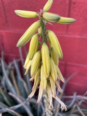 Aloe
