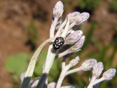 Menida