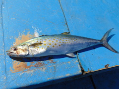 Scomberomorus sierra