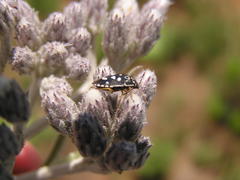 Menida