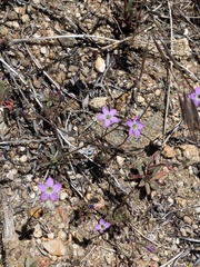 Gilia diegensis