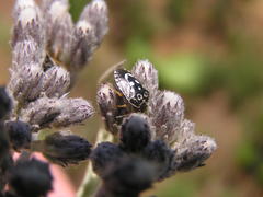Menida