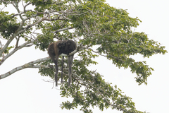 Callicebus melanochir