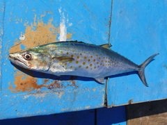 Scomberomorus sierra