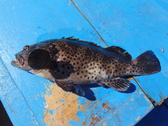 Epinephelus analogus