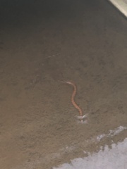 Nerodia sipedon sipedon