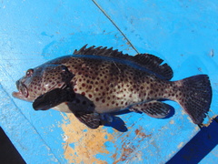Epinephelus analogus