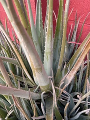Aloe