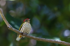 Machaeropterus regulus