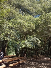 Quercus agrifolia agrifolia