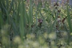 Curruca communis
