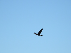 Nannopterum brasilianum