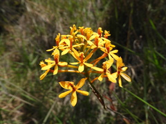 Epidendrum melinanthum