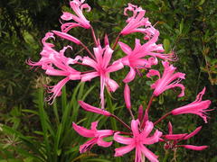 Nerine bowdenii