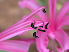 Nerine bowdenii