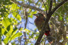 Selenidera maculirostris