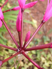 Nerine bowdenii