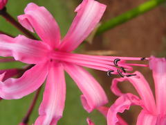 Nerine bowdenii