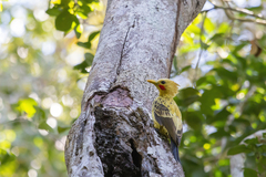 Celeus flavus subflavus