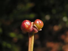 Nerine bowdenii